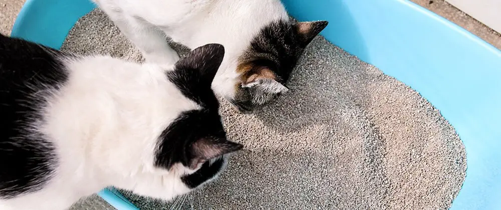 Can Cats Share a Litter Box? The Complete Multi-Cat Household Guide can cats share a litter box
