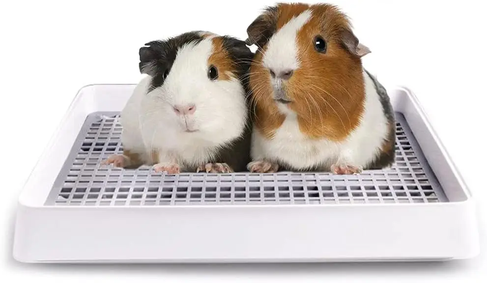 Guinea Pig Litter Box: Complete Guide to Training, Setup, and Realistic Expectations guinea pig litter box